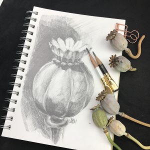 FREE BASIC pencil drawing workshop. Poppy Pod. All skills level.