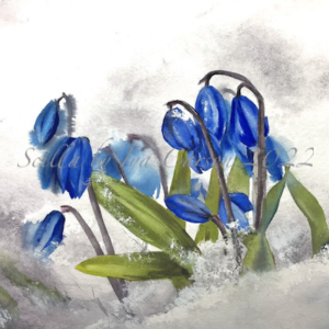 Scilla