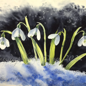Snowdrops