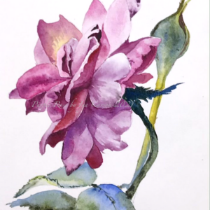Purple Rose