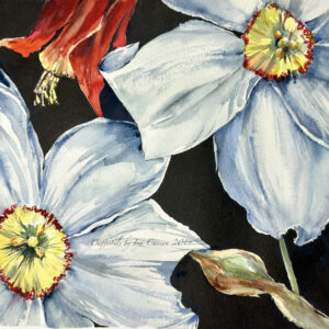 Daffodils and Columbines