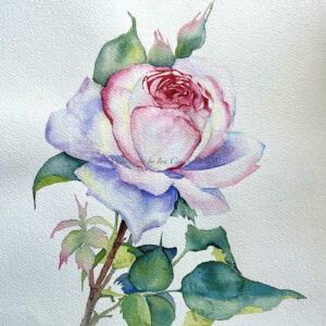 White Rose