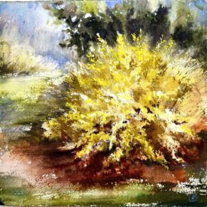 SOLD Forsythia in Bloom